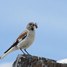 Montifringilla nivalis